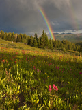 Meadow  Shrine Pass  Colorado  USA