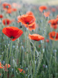 Poppies in Bloom  Washington  USA