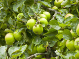 James Grieve Apples  England