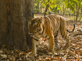 Bengal Tiger  Madhya Pradesh  Bandhavgarh National Park  India