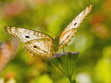 White Peacock Butterfly  Texas  USA