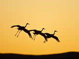 Sandhill Crane in Flight   New Mexico  USA
