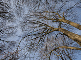 Tree Trunk Design/Pattern  Pioneer Park  Walla Walla  Washington  USA