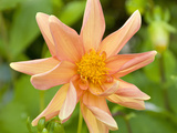 Orange Dahlia  England