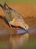 Mourning Dove  Texas  USA