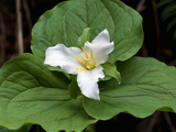Western Trillium  Grand Forest Bainbridge Island Land Trust Park  Bainbridge Island  Washington USA