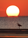 Great Heron  Laguna Madre  Texas  USA