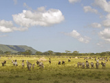 Zebra Herd  Serengeti National Park  Tanzania