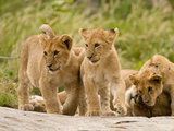 Lioness with Cubs  Serengeti National Park  Tanzania