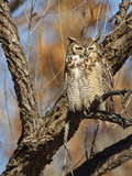 Great Horned Owl (Bubo Virginianus) Sleeping on Perch in Willow Tree  New Mexico  USA