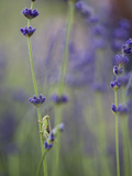 Grasshopper with Lavender  Washington  USA