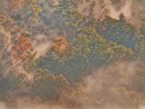 Sun Through Misty Forest  Davis  West Virginia  USA