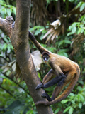 Geoffroy's Spider Monkey  Costa Rica