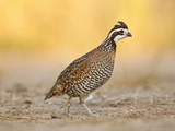 Northern Bobwhite Quail  Texas  USA