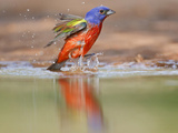 Painted Bunting  Texas  USA