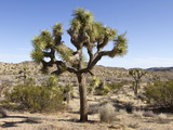 Joshua Tree  Joshua Tree National Park  California  USA
