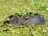 Capybara (Hydrochoerus Hydrochaeris)  Corrientes  Argentina