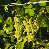 Goose Ridge Vineyards and Estate Winery  Richland  Washington  USA