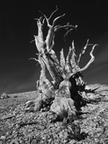 Ancient Bristlecone Pine Tree on Rocky Slope of White Mountains  Inyo Nat'l Forest  California  USA