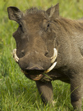 Warthog  Ngorongoro Crater  Serengeti National Park  Tanzania