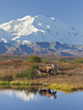 Mt Mckinley  Denali National Park  Alaska  USA