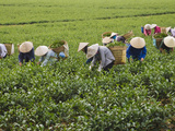 Farmers Wearing Conical Hat Picking Tea Leaves at Tea Plantation  Vietnam