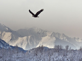 Bald Eagles  Chilkat Bald Eagle Preserve  Alaska  USA