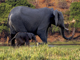 African Elephant (Loxodonta Africana)  Mother and Baby in Chobe National Park  Botswana