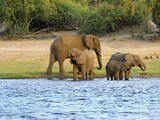 African Elephant (Loxodonta Africana) Chobe National Park  Botswana