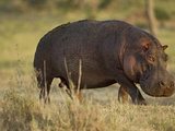 Hippopotamus  Ngorongoro Crater  Serengeti National Park  Tanzania