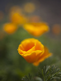 Orange California Poppy with Isolated Selective Focus  Washington  USA