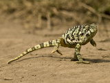 Flap-Necked Chameleon  Serengeti National Park  Tanzania