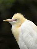 Cattle Egret (Ardea Ibis)  North Queensland  Australia