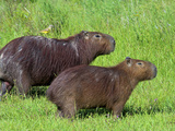 Capybara (Hydrochoerus Hydrochaeris)  Corrientes  Argentina