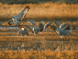 Sandhill Crane in Flight   New Mexico  USA