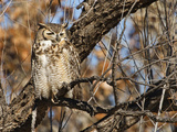 Great Horned Owl (Bubo Virginianus) Sleeping on Perch in Willow Tree  New Mexico  USA
