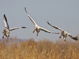 Snow Geese in Flight  New Mexico  USA
