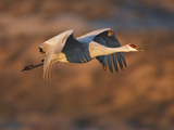 Sandhill Crane in Flight   New Mexico  USA