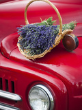 Lavender Bunches Rest on an Old Farm Pickup Truck  Washington  USA