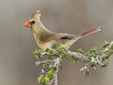Northen Cardinal Perched on Branch  Texas  USA
