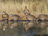 Northern Bobwhite  Texas  USA