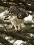 Martial Eagle  Gol Kopjes  Serengeti National Park  Tanzania