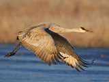 Sandhill Crane in Flight   New Mexico  USA