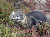 Land Iguana  Galapagos Islands  Ecuador