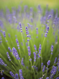Lavender Plants  Washington  USA
