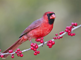 Northen Cardinal Perched on Branch  Texas  USA