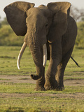 African Elephant  Ngorongoro Conservation Area  Serengeti National Park  Tanzania