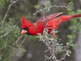 Northen Cardinal Perched on Branch  Texas  USA