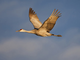 Sandhill Crane in Flight   New Mexico  USA