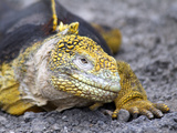 Land Iguana  Galapagos Islands  Ecuador